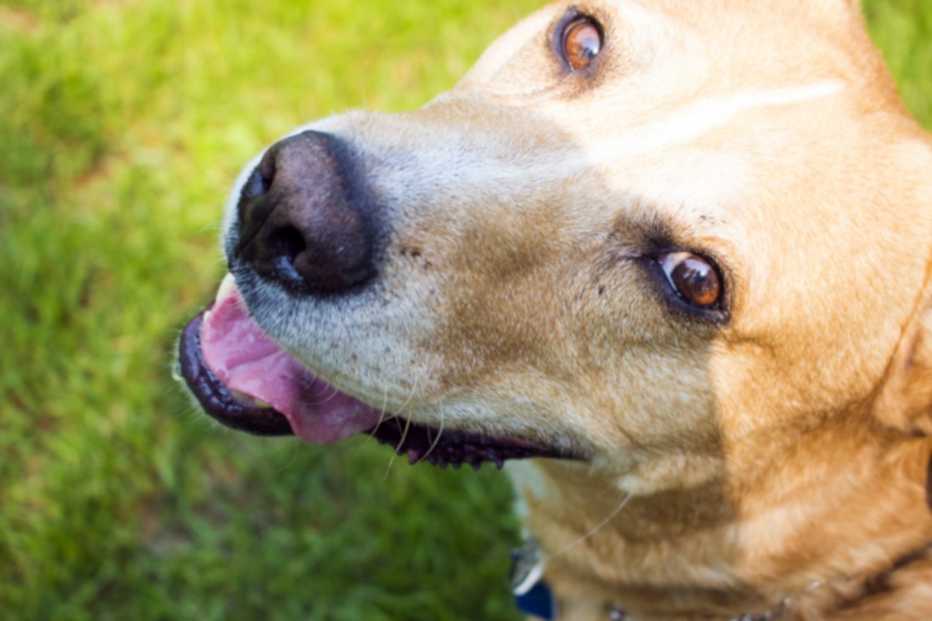 2020-Oct-12 Level 2 犬がいるんだね。