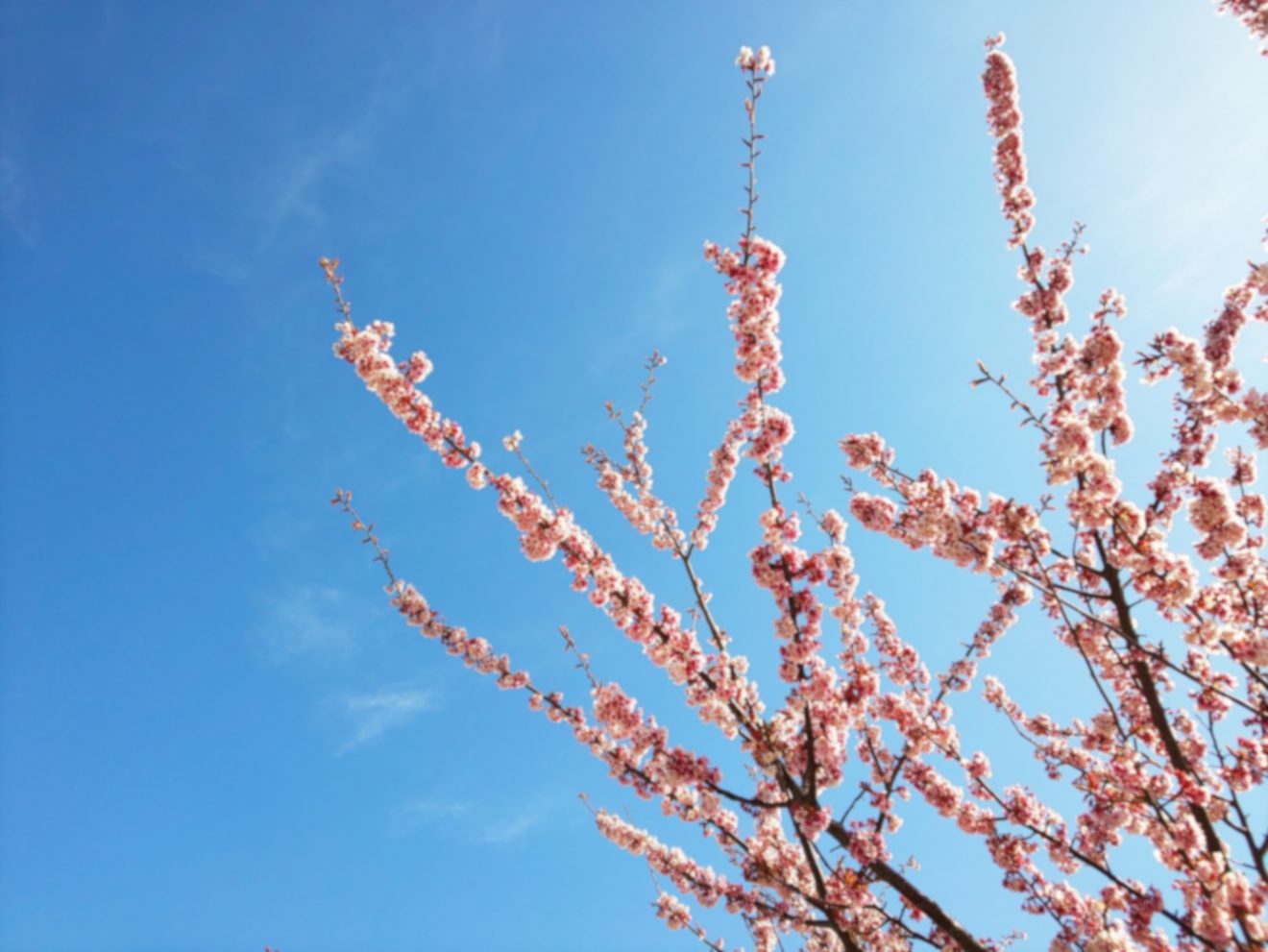 2021-Mar-29 Level 3 結婚相手を紹介してください。