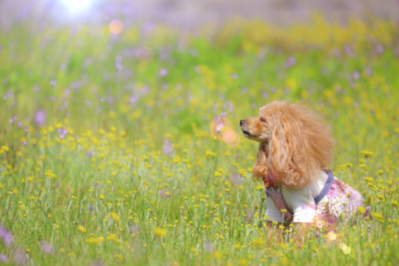 2021-Oct-4 Level 2 この犬、超かわいい。
