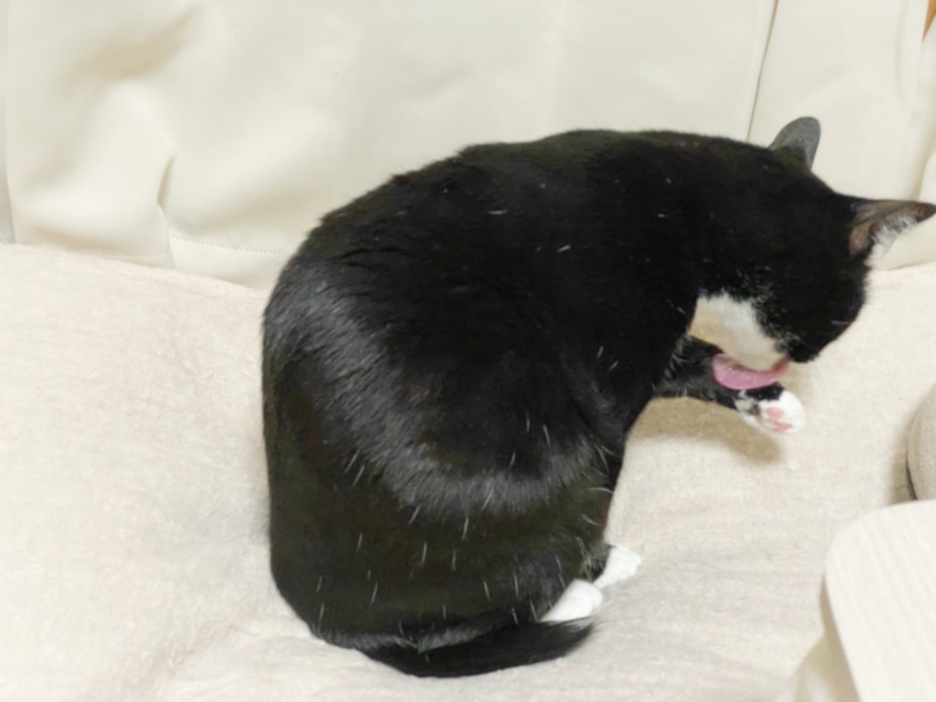 2022-Jan-17 Level 4 猫を保護したって。