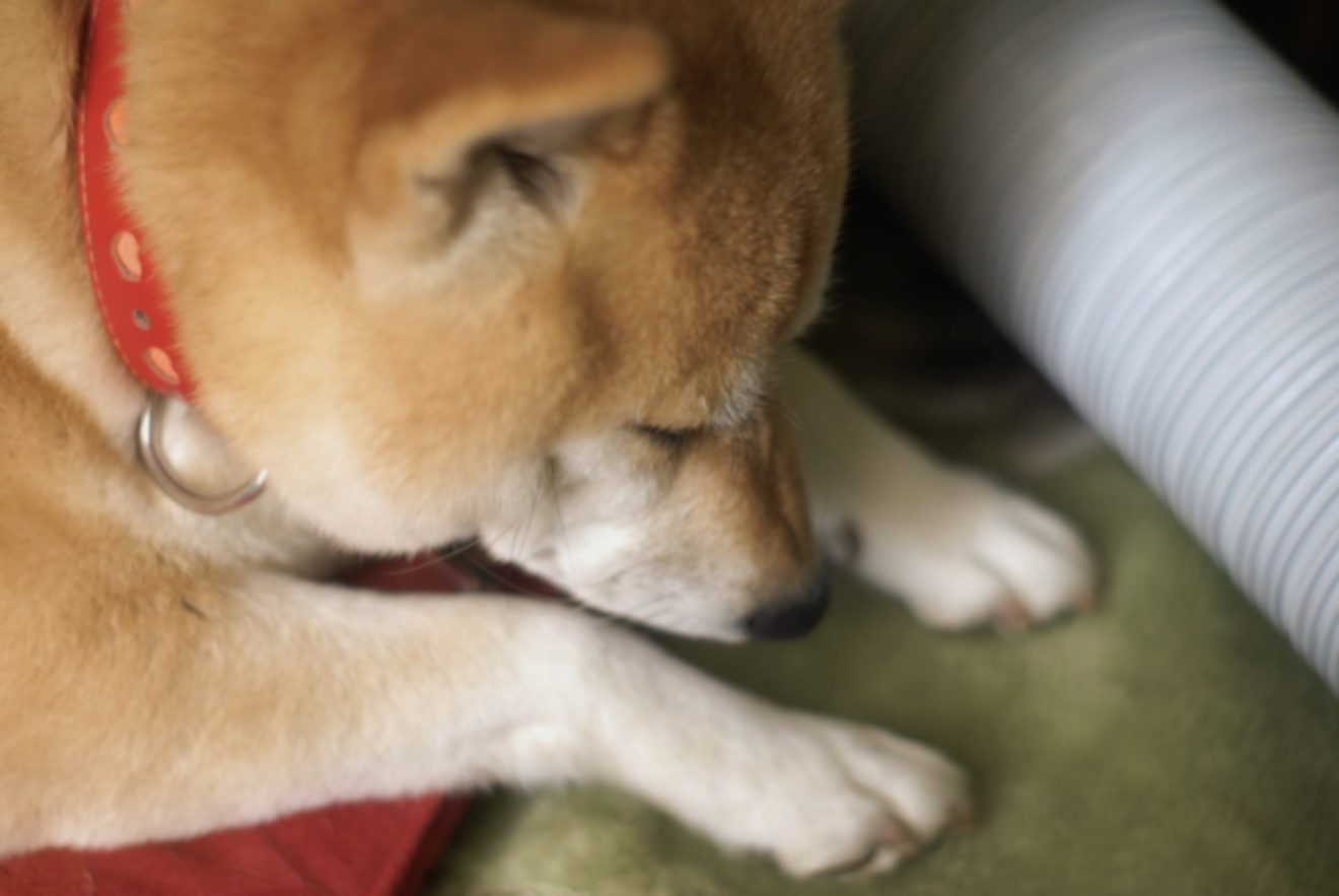 2022-Mar-28 Level 2 うちの犬のことなんだけどさ…。