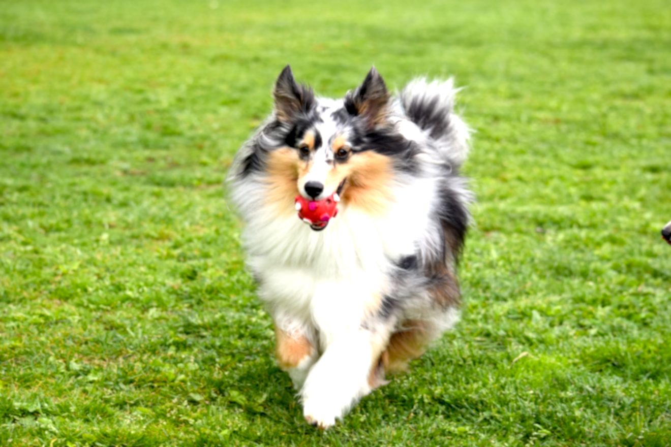 2022-Jul-11 Level 2 犬って、ほんとに走るの好きですよね。