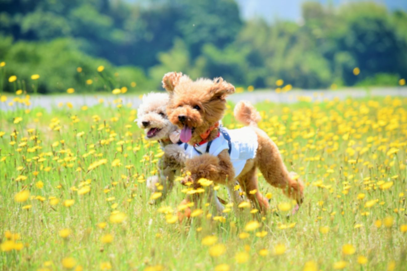2022-Sep-26 Level 2 あの犬、めっちゃかわいくない？