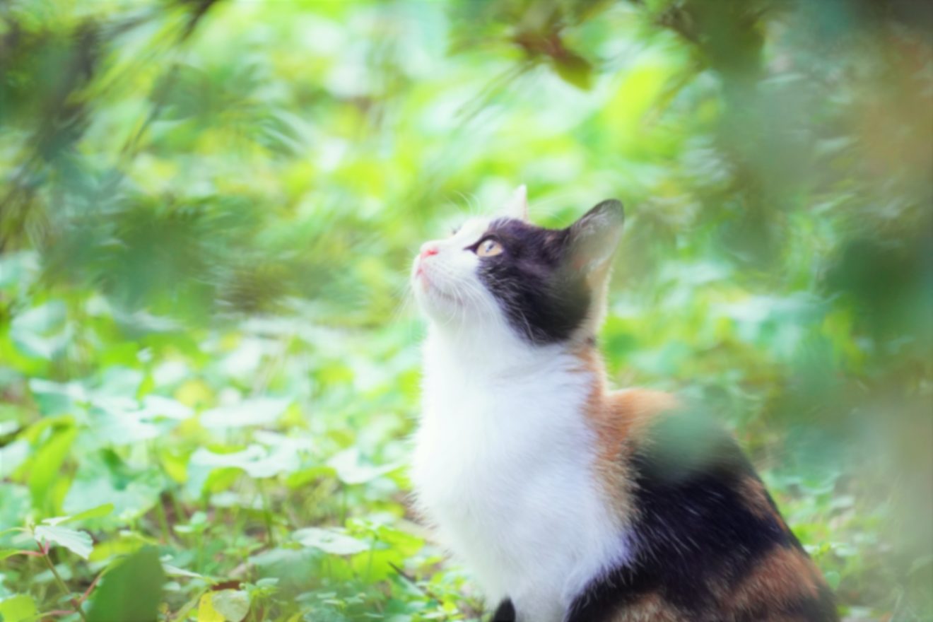 2022-Oct-17 Level 3 猫のどんなところが好き？