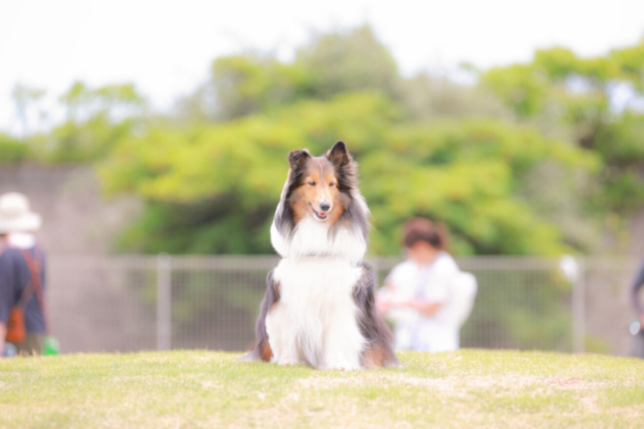2023-Aug-7 Level 2 あの犬、超かわいい。