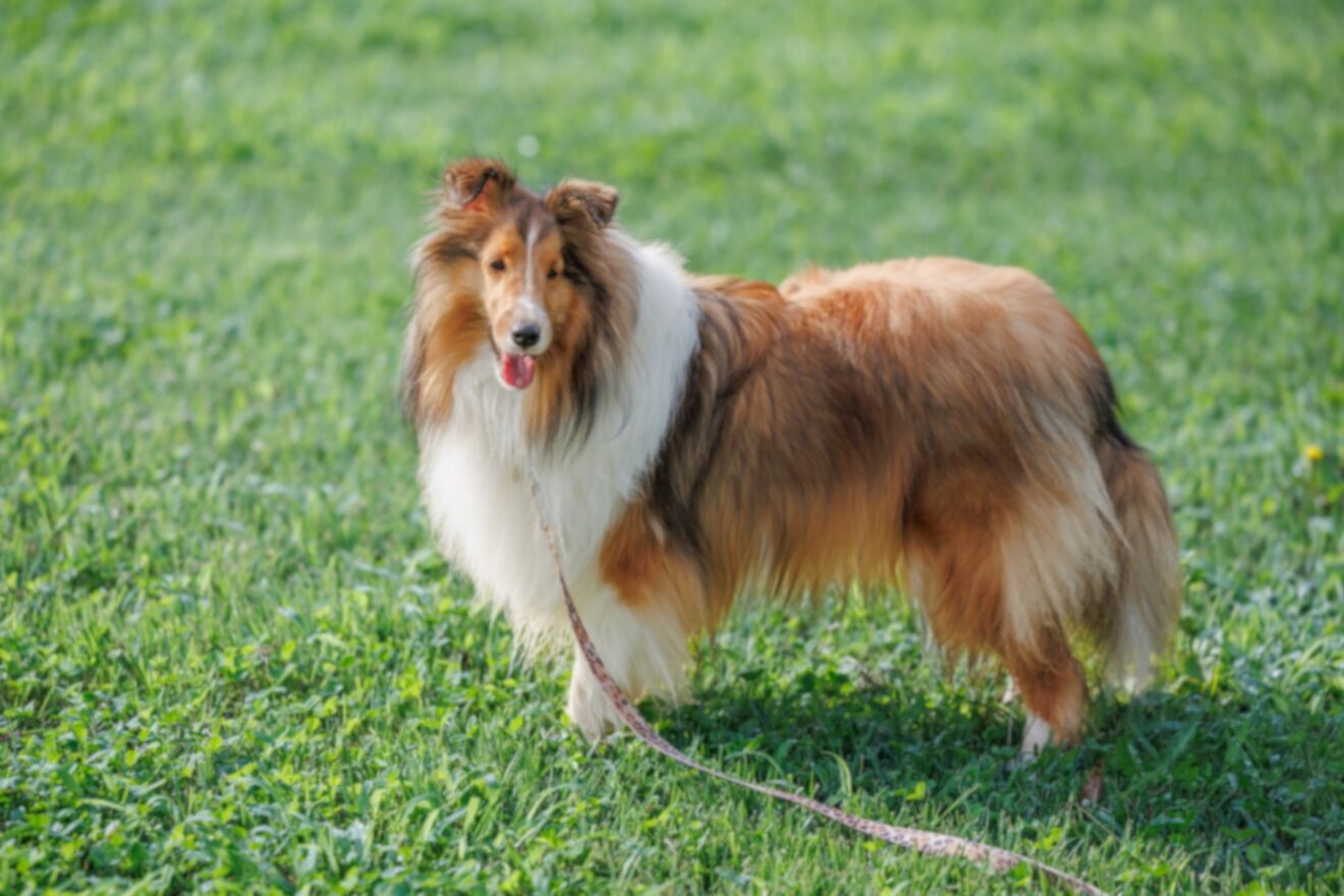 2024-Sep-23 Level 2 見て。そこに犬がいる。