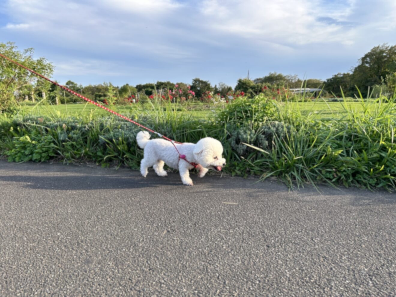 2024-Nov-18 Level 2 うちの犬に子供が産まれたんだ！