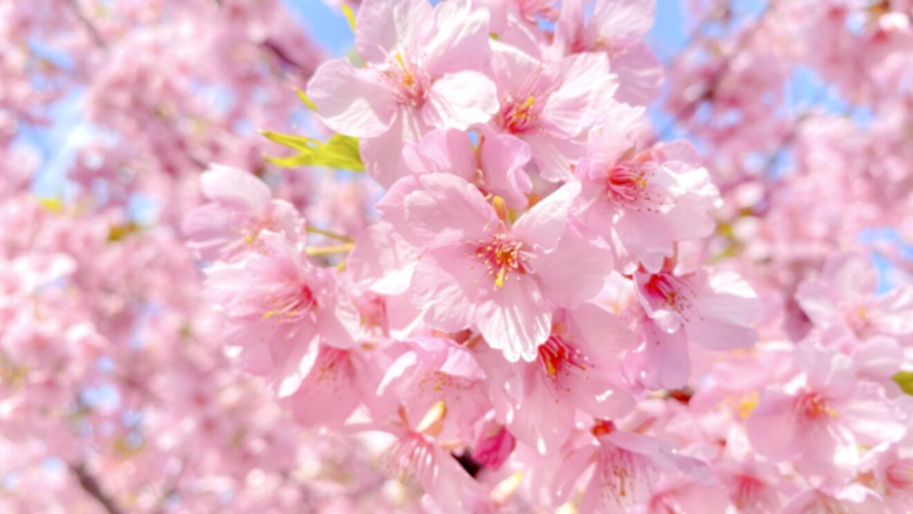 2025-Mar-24 Level 4 そろそろ、桜の時期ですね。